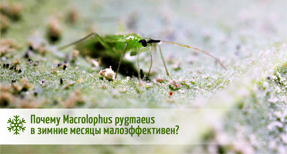 эффективность Macrolophus pygmaeus