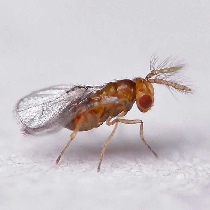 Трихограмма (Trichogramma brassicae)