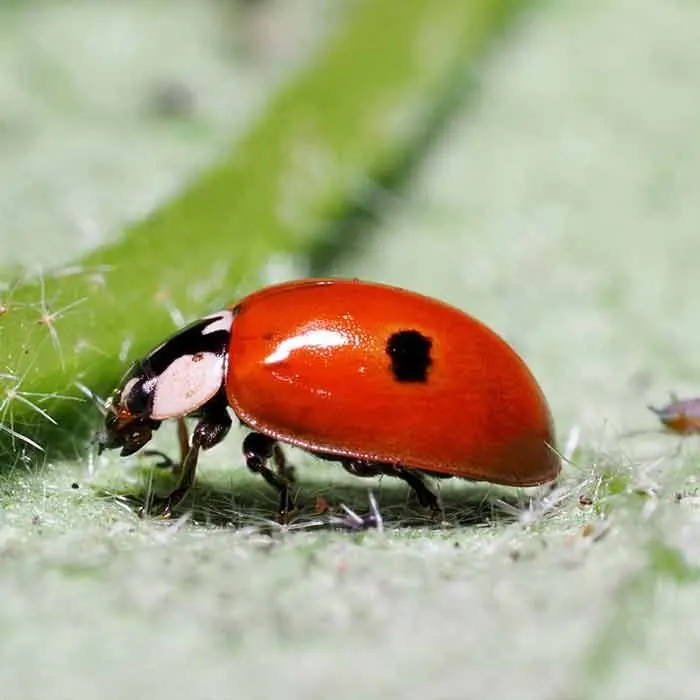 Адалия (божья коровка) (Adalia bipunctata)