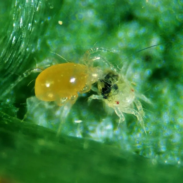 Амблисейус андерсони (Amblyseius andersoni)