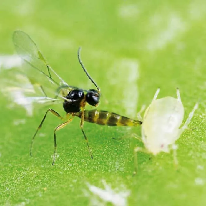 Афидиус колемани (Aphidius colemani)