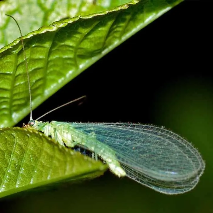 Златоглазка (Chrysoperla carnea)