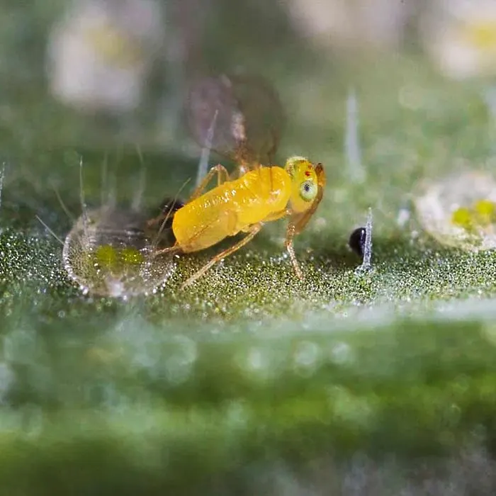 Эретмоцерус (Eretmocerus eremicus)