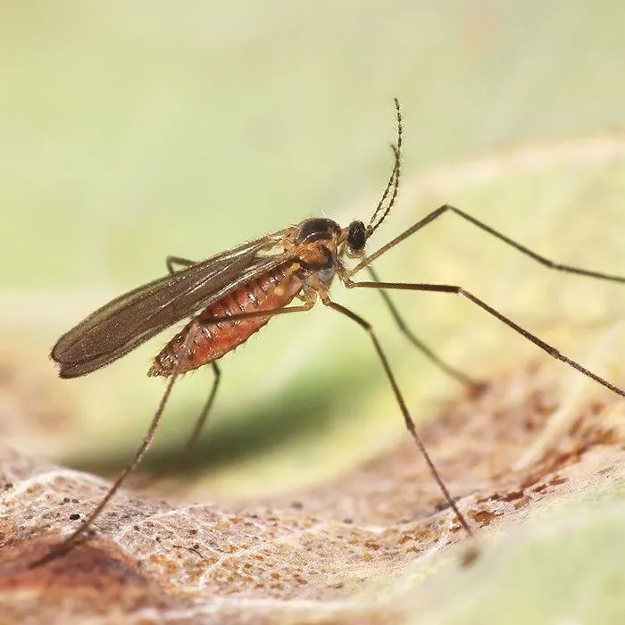 Фельтиелла (Feltiella acarisuga)