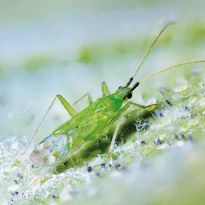Макролофус (Macrolophus pygmaeus)