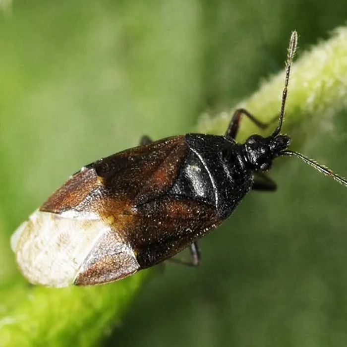 Ориус маюскулюс (Orius majusculus)