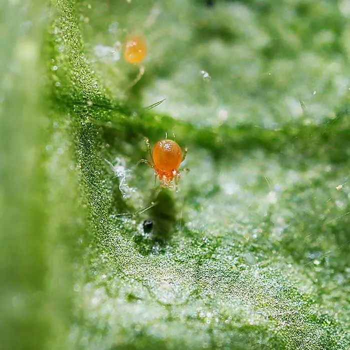 Фитосейулюс (Phytoseiulus persimilis)