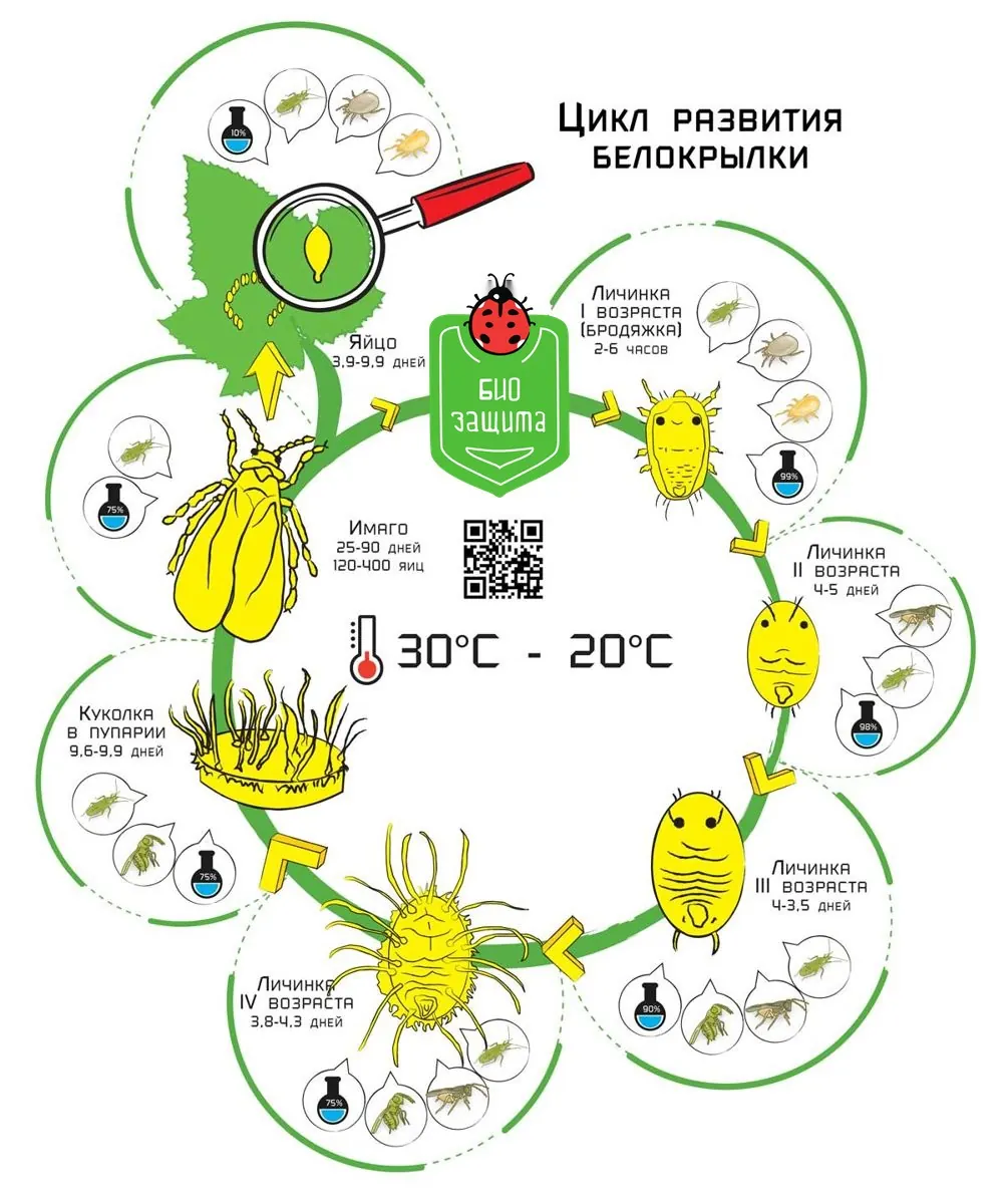Цикл развития белокрылки