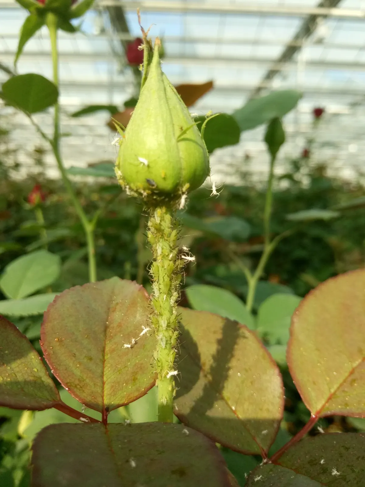 Колония розанной тли Macrosiphum rosae на цветоносе