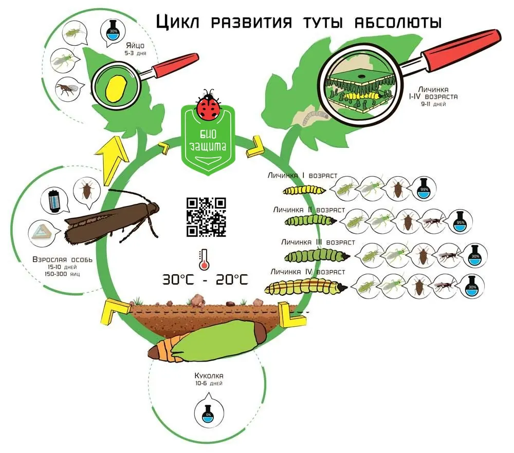 Цикл развития туты абсолюты