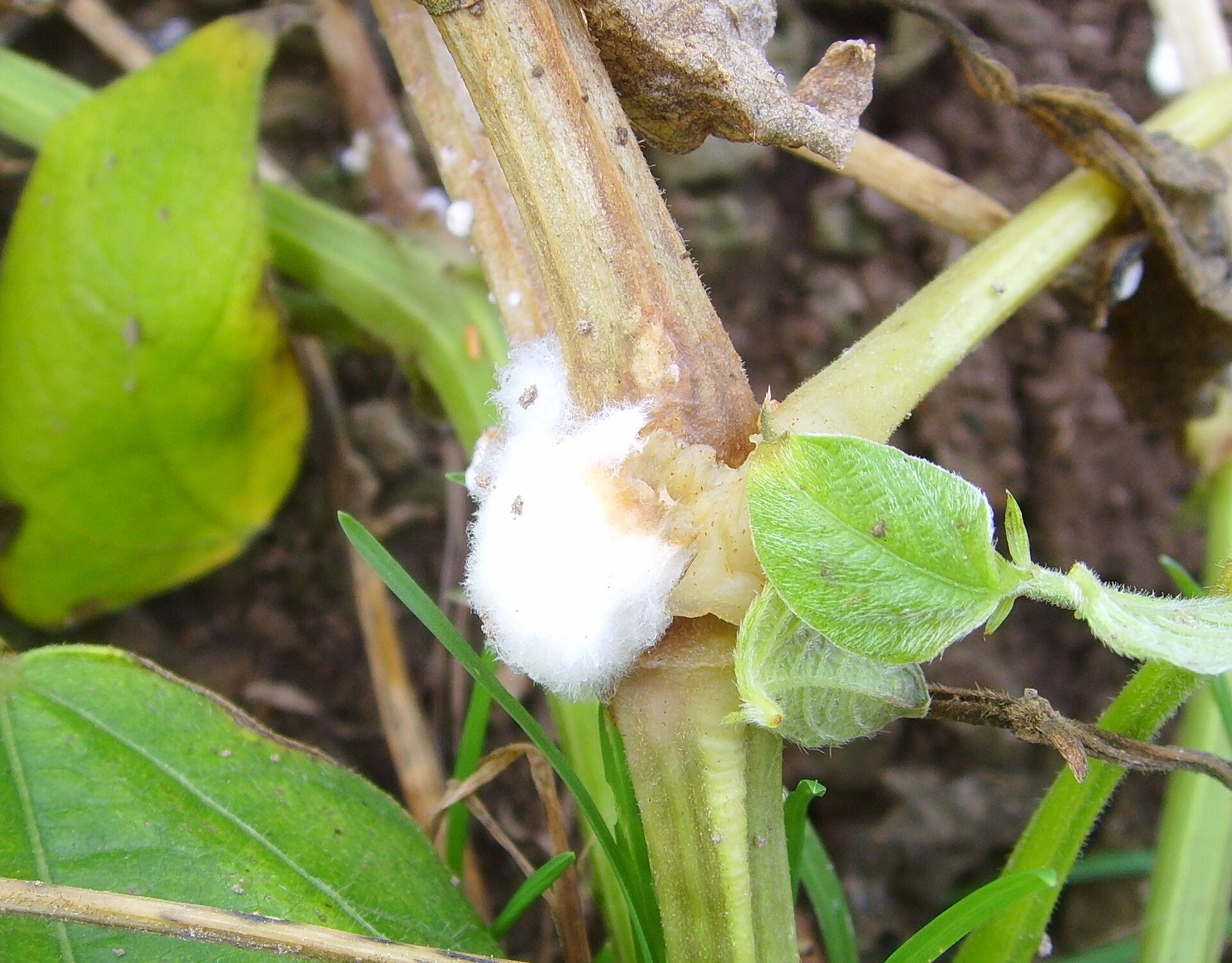 Белая гниль Sclerotinia sclerotiorum на стебле