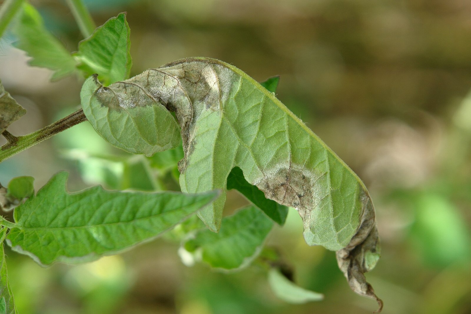 Фитофтороз Phytophthora infestans на листе томата