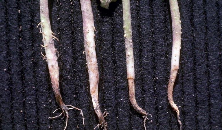 Загнивание прикорневой части всходов (Pythium)