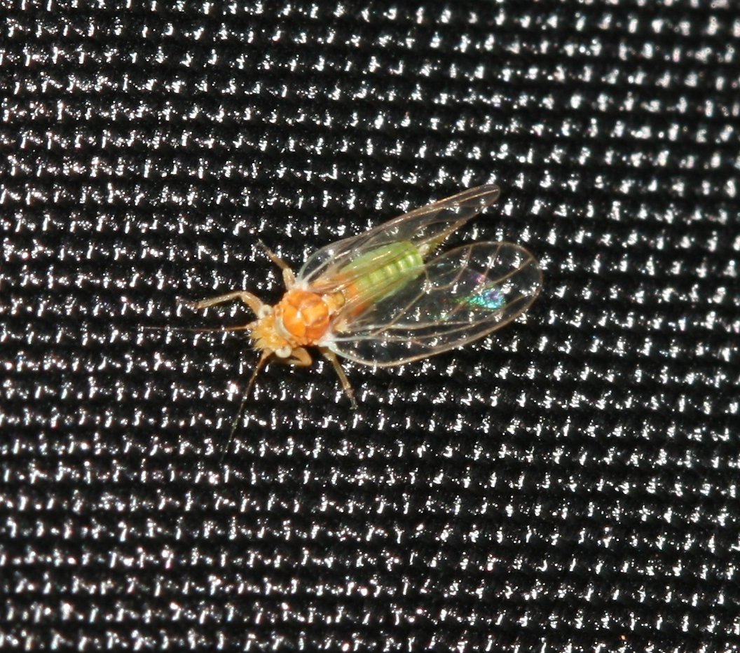 Медяница Cacopsylla sp. — взрослое насекомое