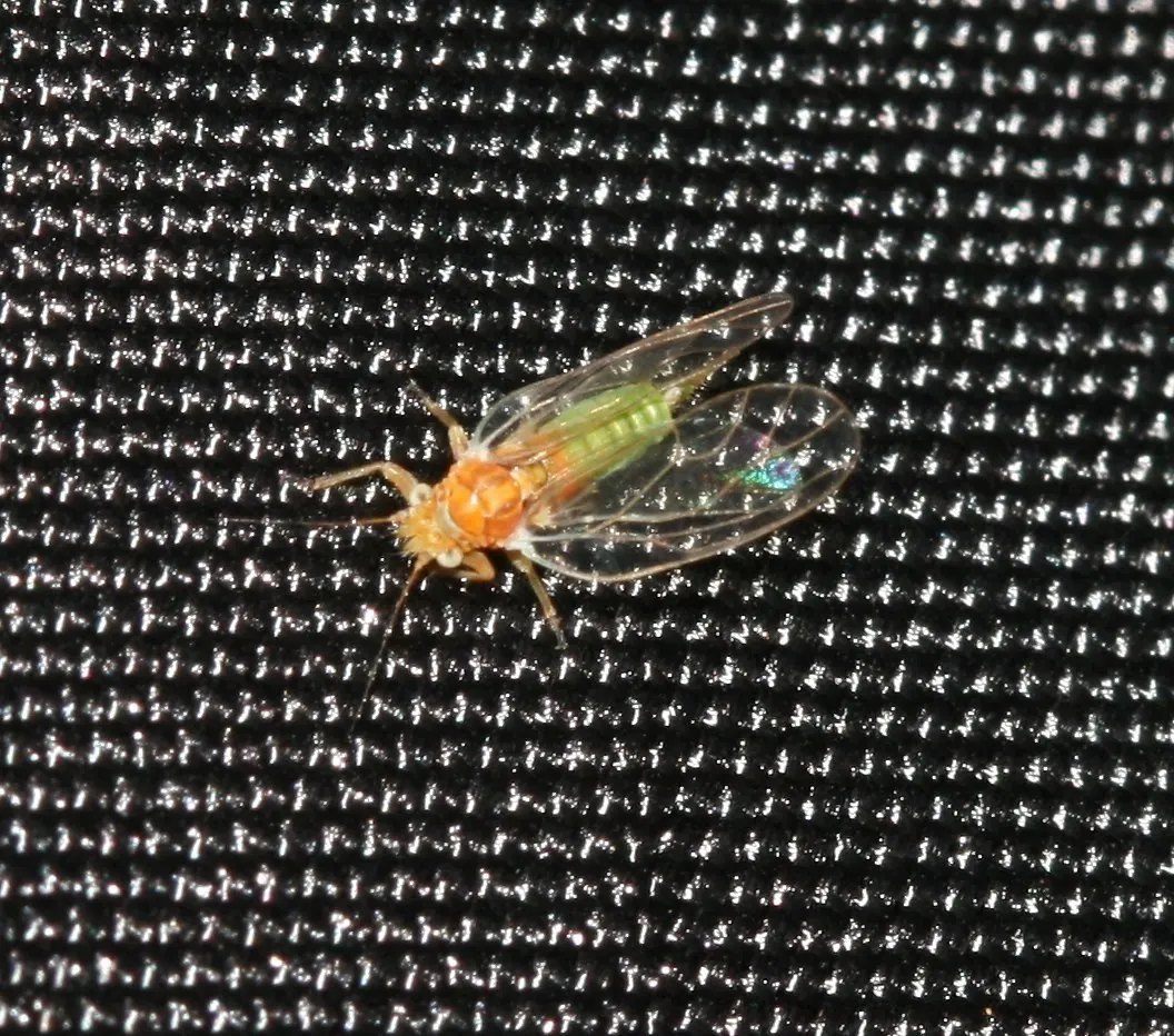 Медяница Cacopsylla sp. — взрослое насекомое