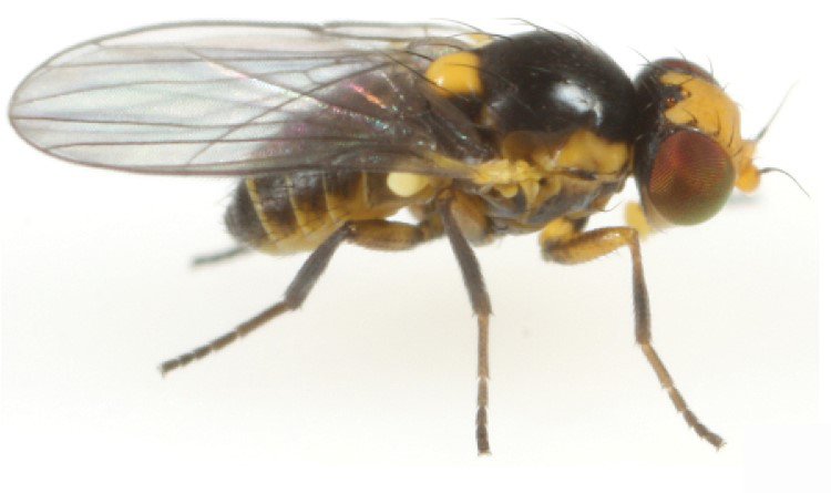 Минирующая муха Liriomyza trifolii, самец