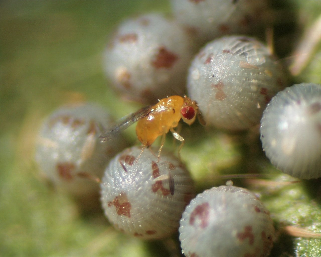 Трихограмма Trichogramma dendrolimi заражает яйцо совки