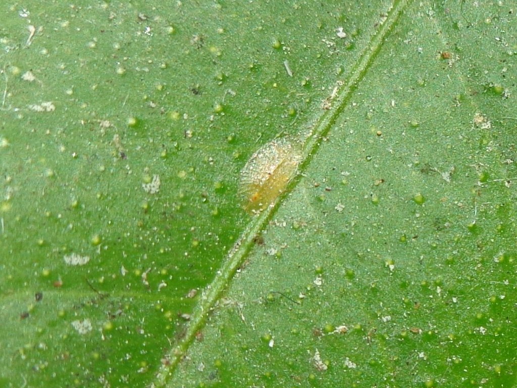 Мягкая ложнощитовка Coccus hesperidum на листе