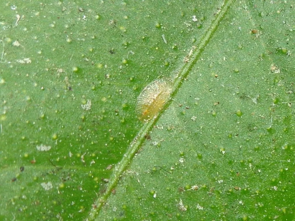 Мягкая ложнощитовка Coccus hesperidum на листе