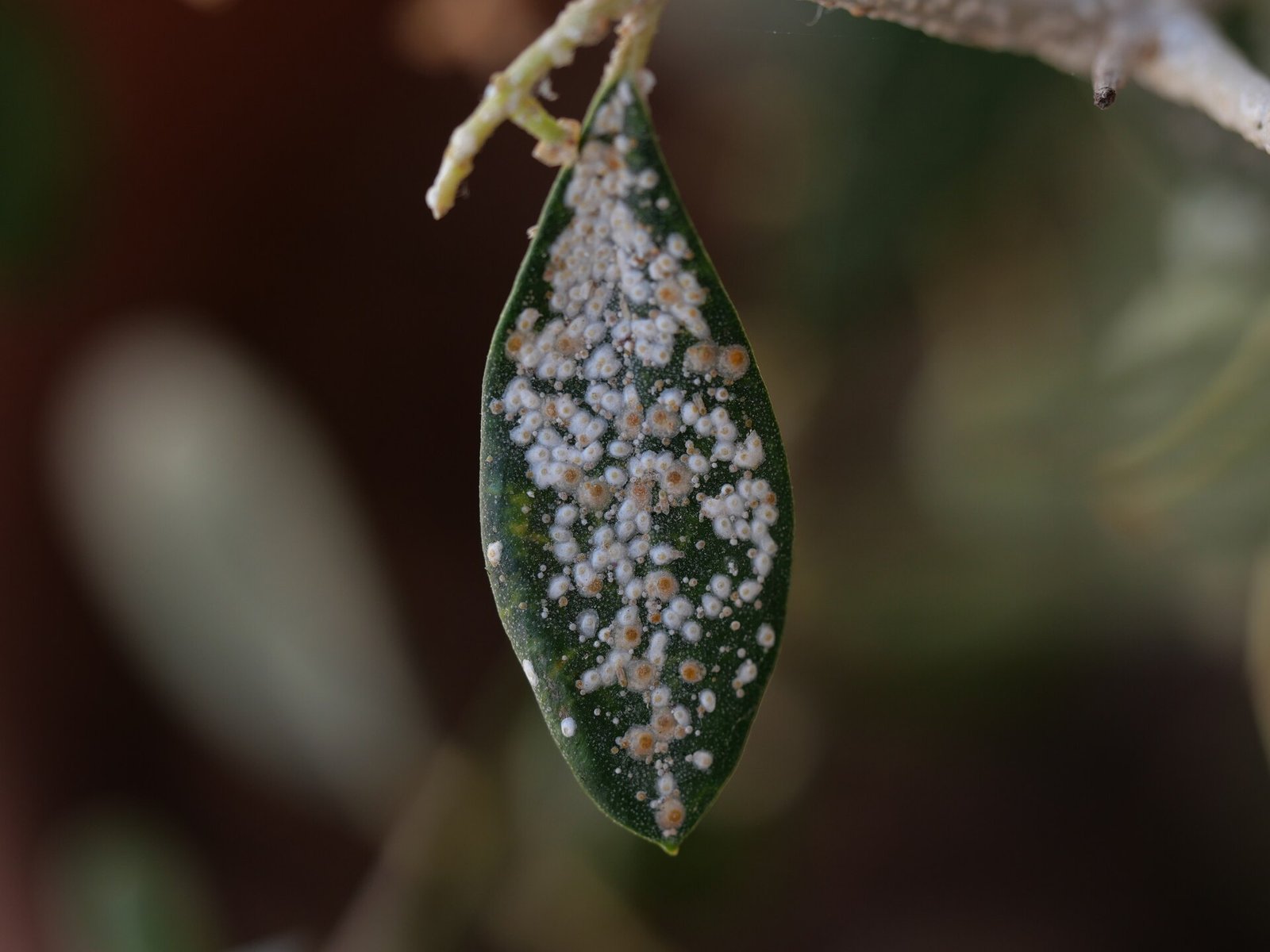 Олеандровая щитовка Aspidiotus nerii (Diaspididae)