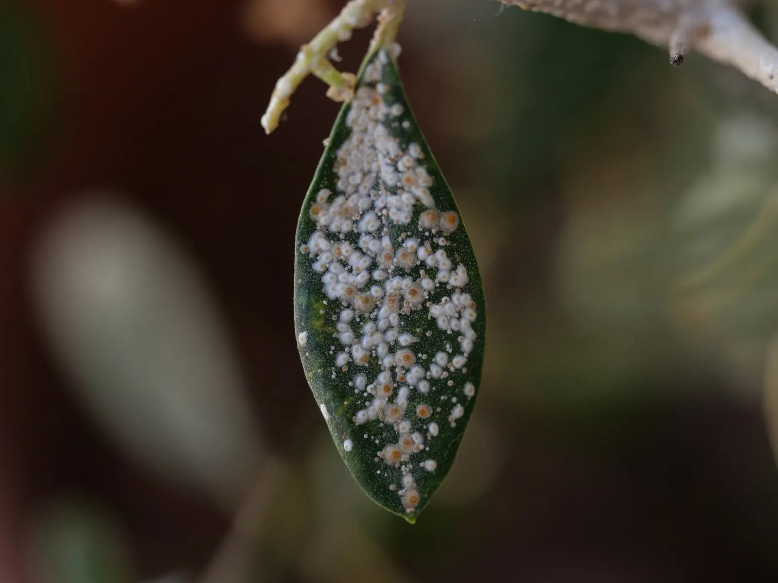 Олеандровая щитовка Aspidiotus nerii (Diaspididae)