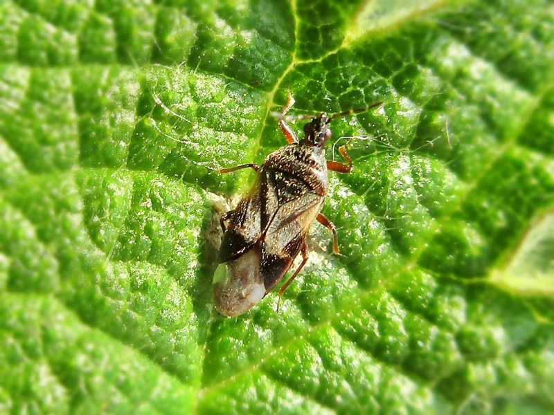 Антокорис Anthocoris nemoralis — взрослый клоп