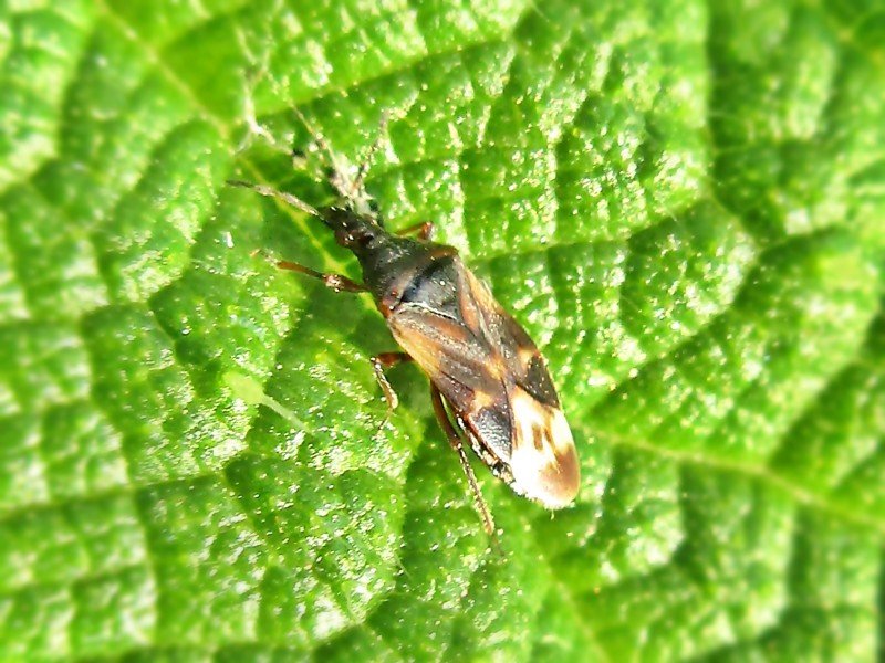 Хищный клоп Anthocoris nemoralis на листе