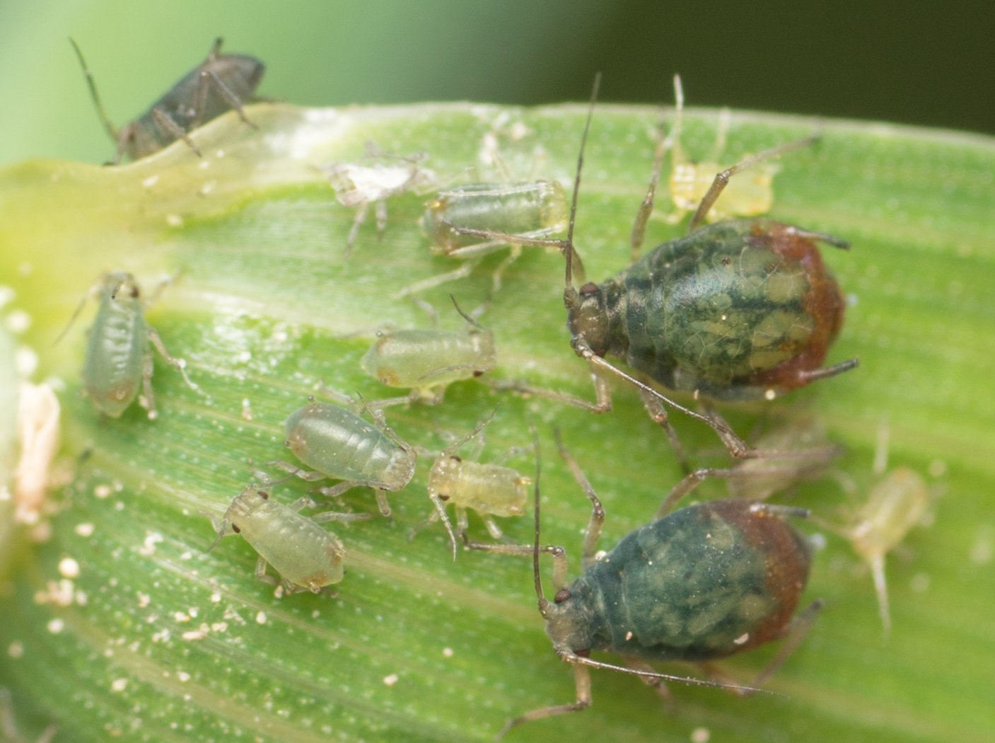 Колония черёмуховой тли Rhopalosiphum padi на злаке