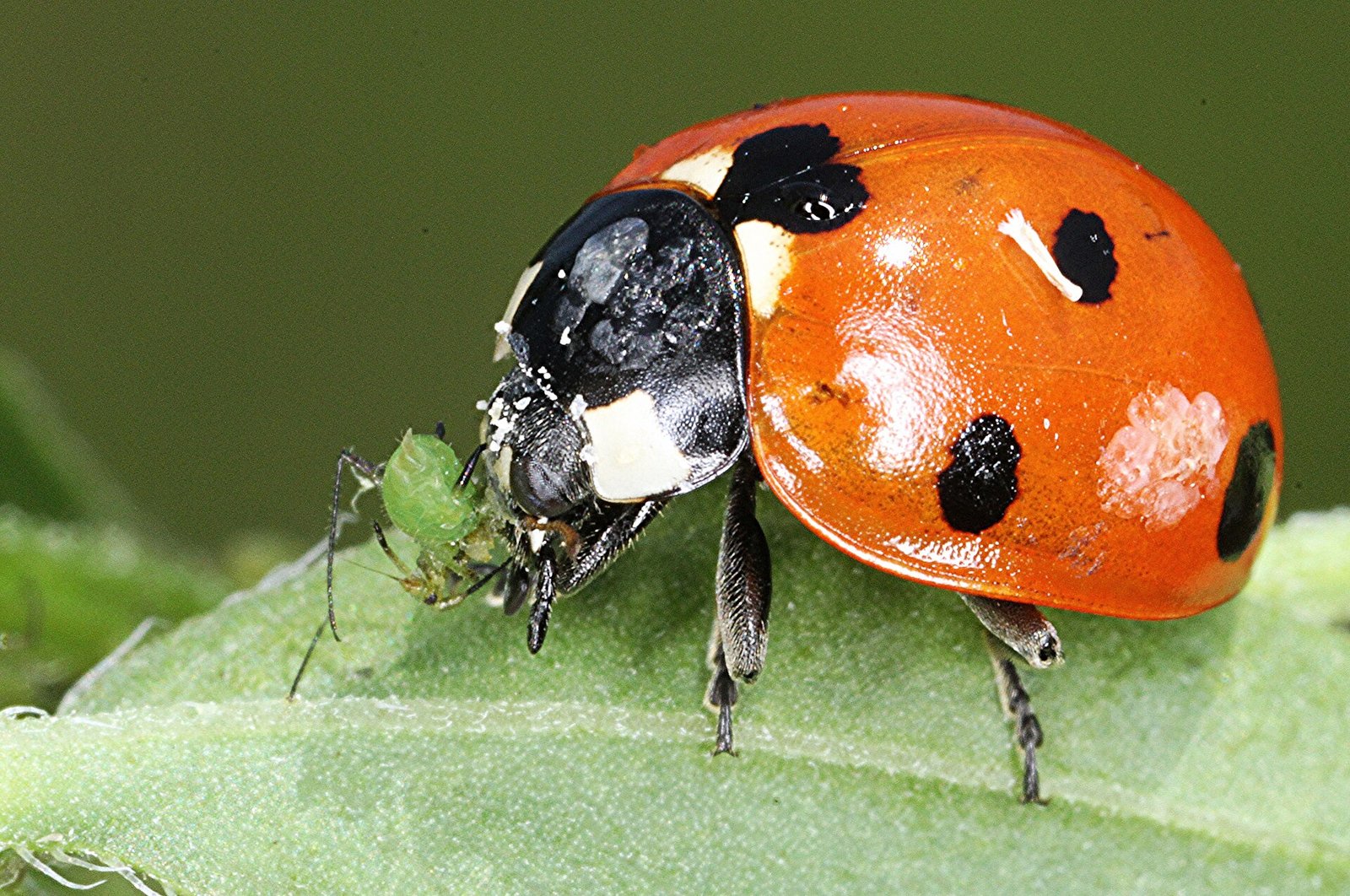 Семиточечная коровка Coccinella septempunctata поедает тлю
