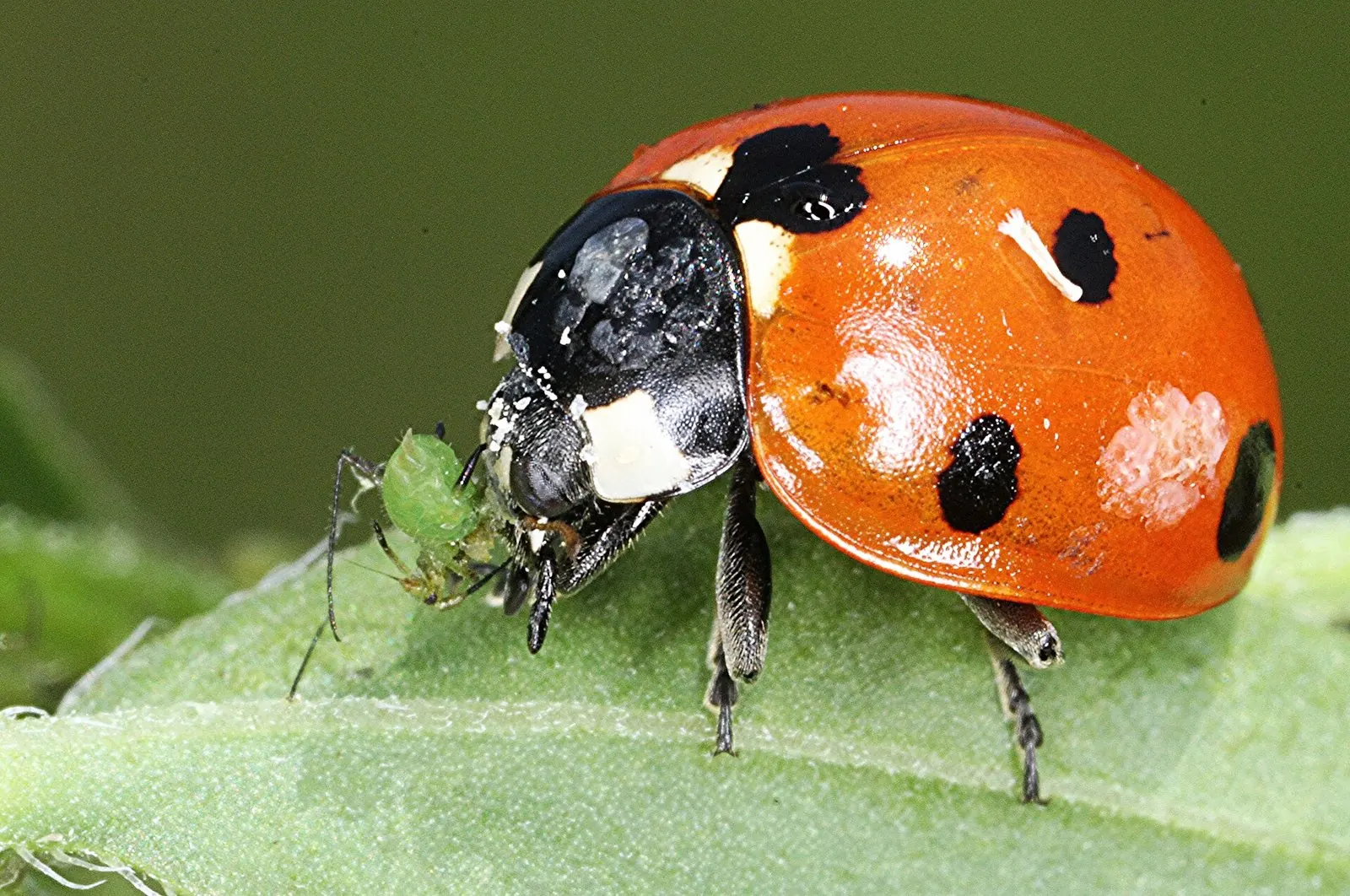 Семиточечная божья коровка — Семиточечная коровка Coccinella septempunctata поедает тлю