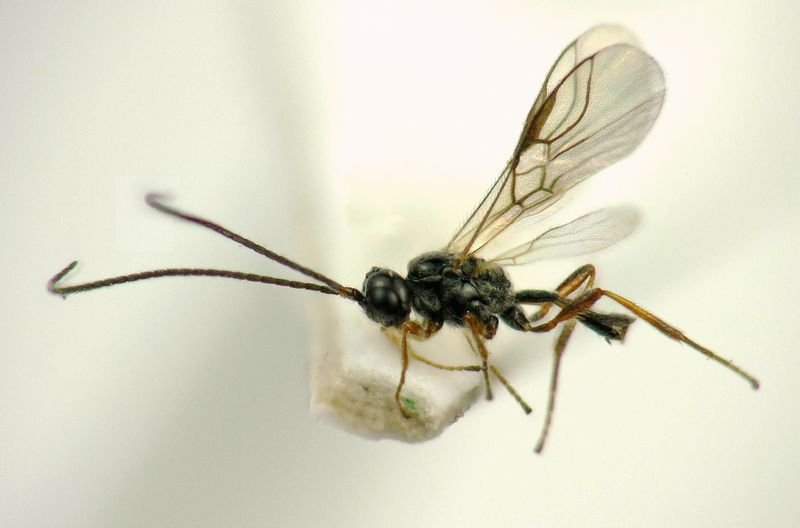 Dacnusa nipponica — коллекционный экземпляр