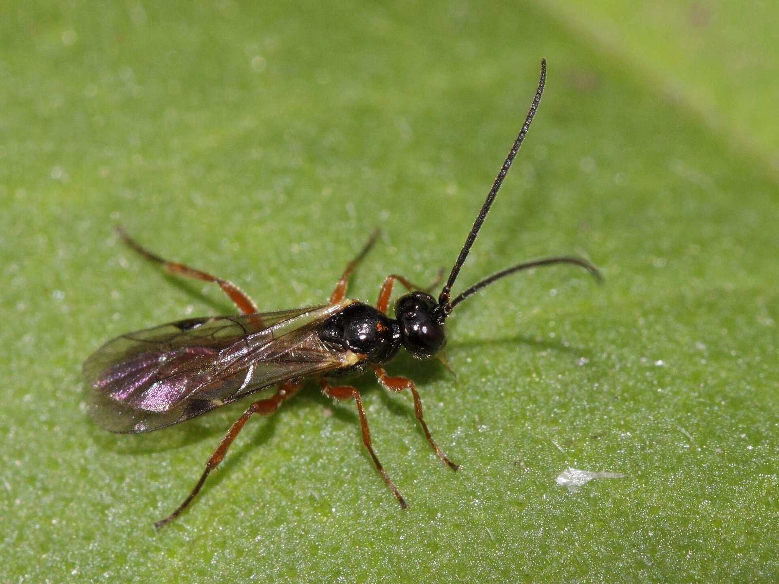 Паразитоид Alysiinae, вероятно Dacnusa sp.
