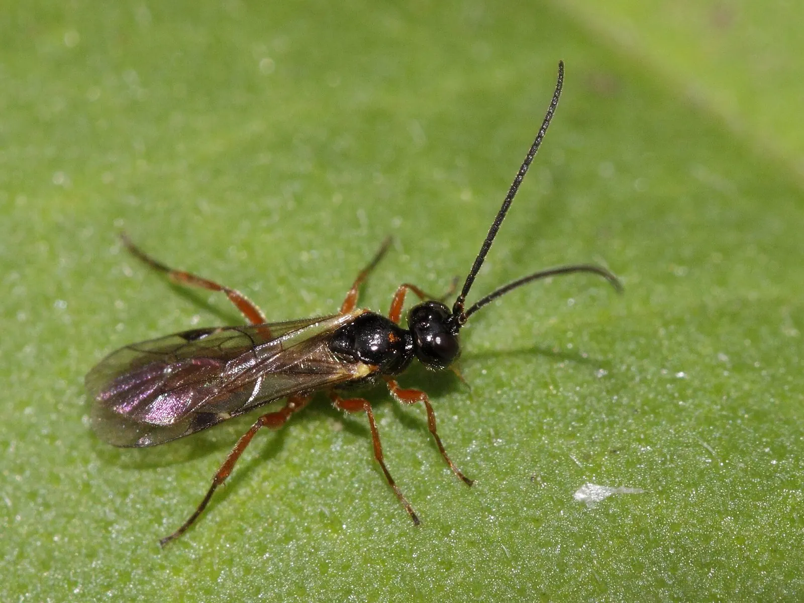 Дакнуза — Паразитоид Alysiinae, вероятно Dacnusa sp.