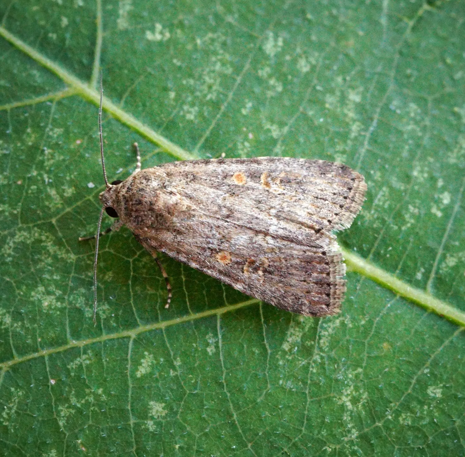 Феромон для свекловичной (малой) совки — Свекольная совка Spodoptera exigua — бабочка