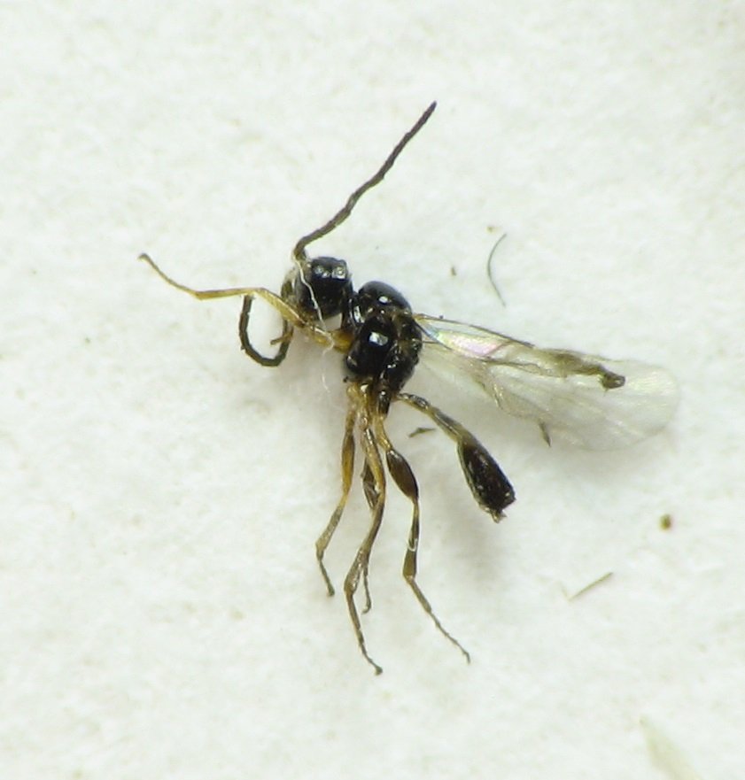 Паразитоид Lysiphlebus sp. (Aphidiinae)