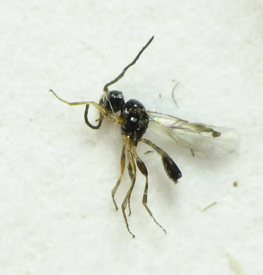 Лизифлебус — Паразитоид Lysiphlebus sp. (Aphidiinae)