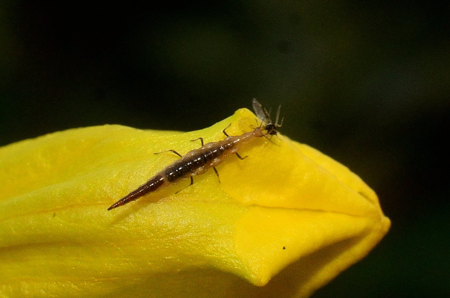 Личинка микромуса Micromus sp. поедает тлю