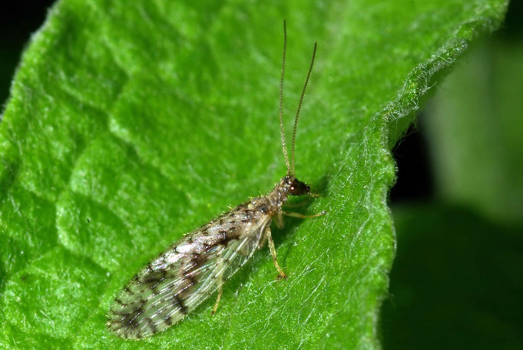Микромус Micromus variegatus — взрослое насекомое