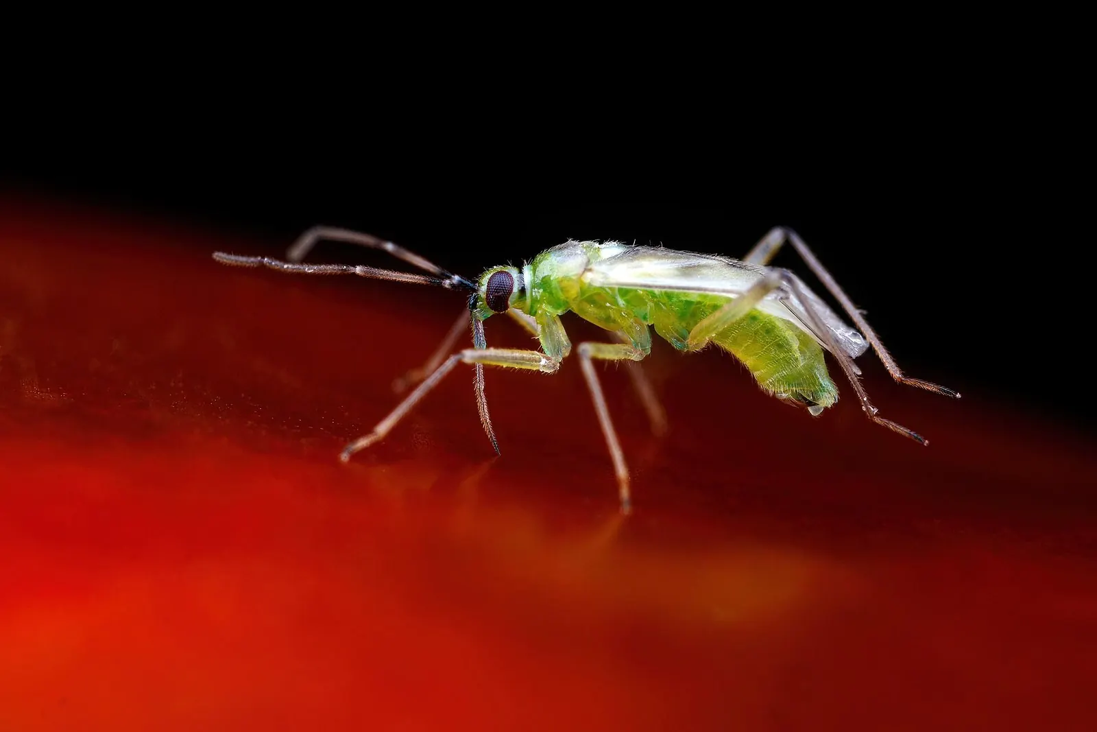 Несидиокорис Nesidiocoris tenuis на плоде