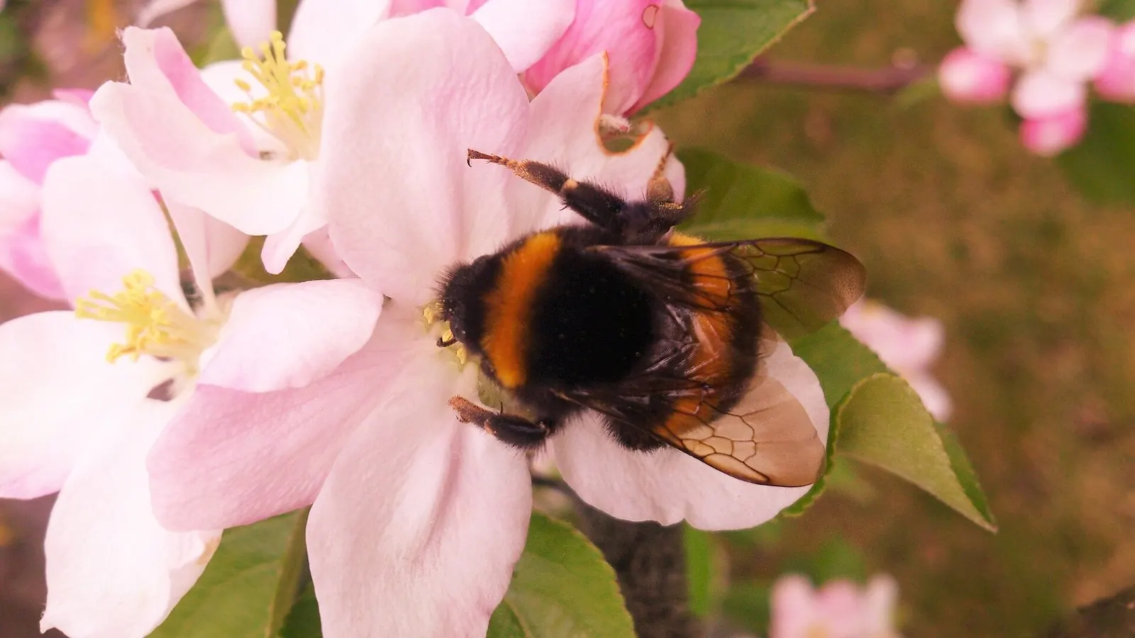 Шмелиная станция для садов (4 семьи) — Шмель Bombus terrestris на цветках яблони