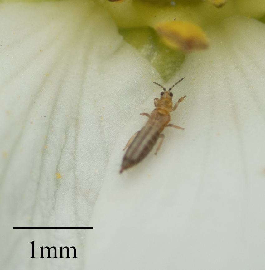 Западный цветочный трипс Frankliniella occidentalis
