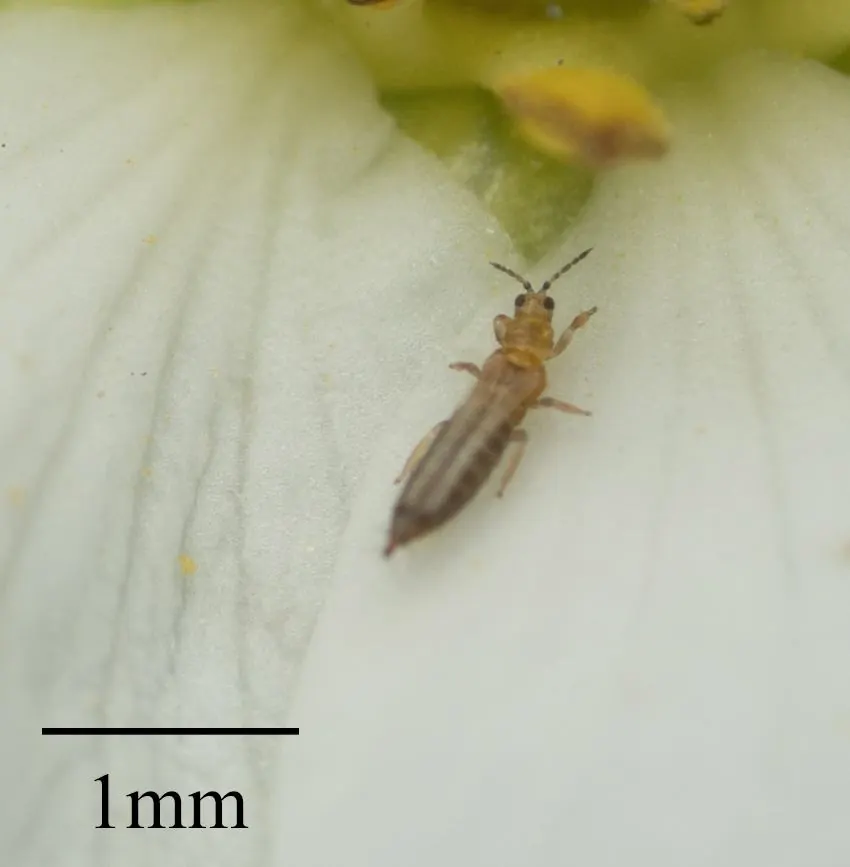 Трипсы — Западный цветочный трипс Frankliniella occidentalis