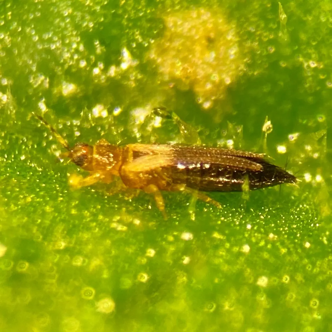Самка на листе огурца: светлые голова и грудь, тёмное брюшко. Фото: F. LaBry, iNaturalist, CC BY 4.0