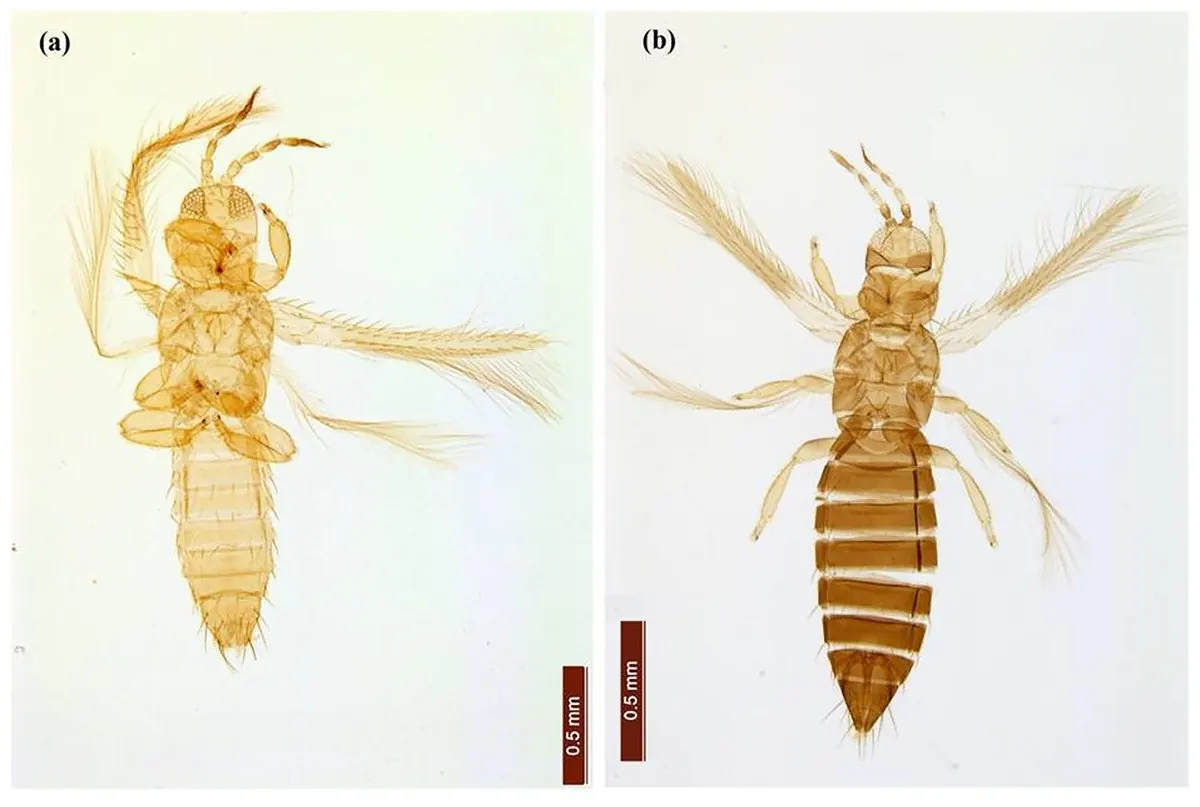 Взрослые T. parvispinus на препарате: (a) самец, (b) самка; масштаб — 0,5 мм. Фото: Hulagappa T. и др., PeerJ, 2022, CC BY 4.0