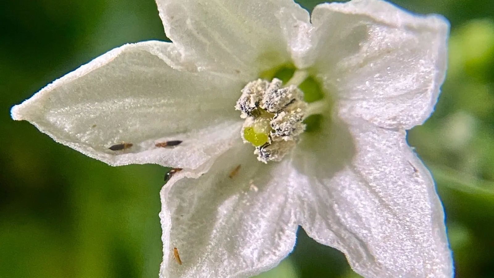 Цветок перца с трипсами Thrips parvispinus: тёмные — самки, светлые — самцы. Фото: F. LaBry, iNaturalist, CC BY 4.0