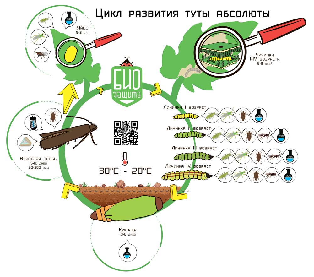 Цикл моли