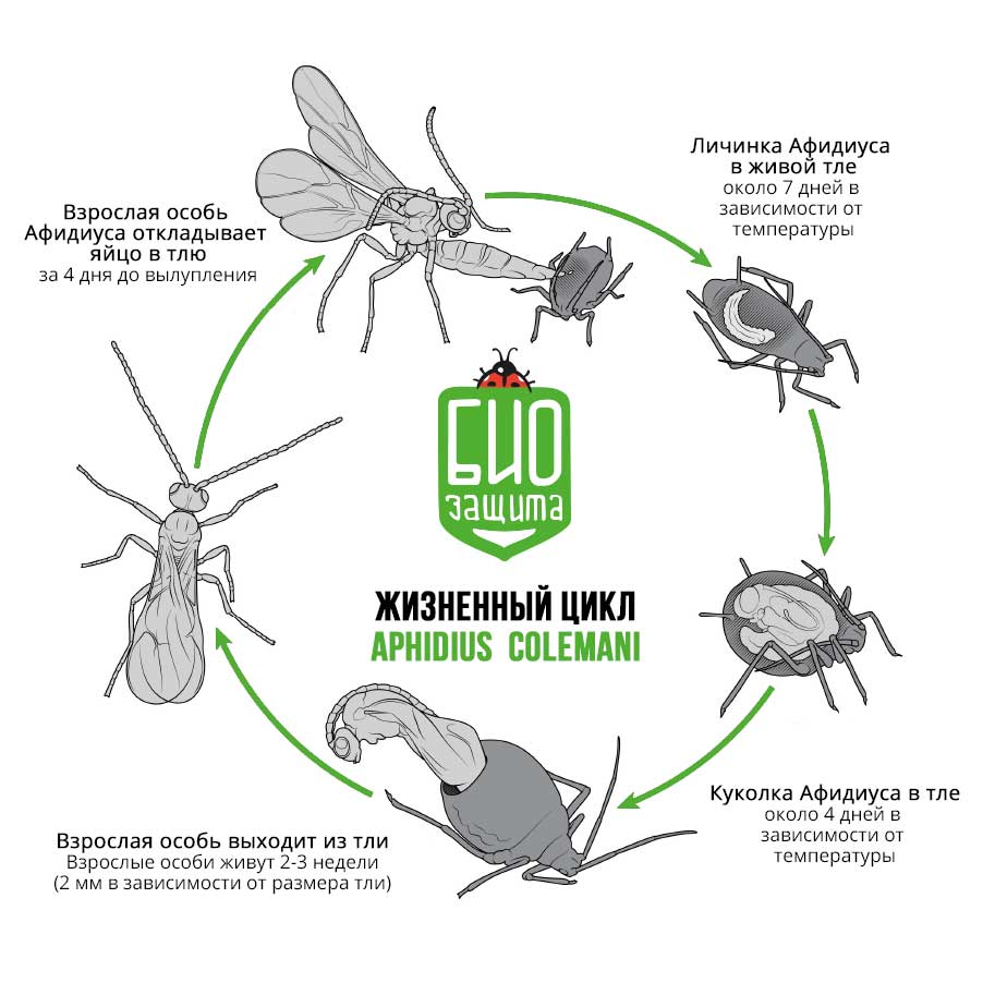 В цикле развития есть стадия куколки