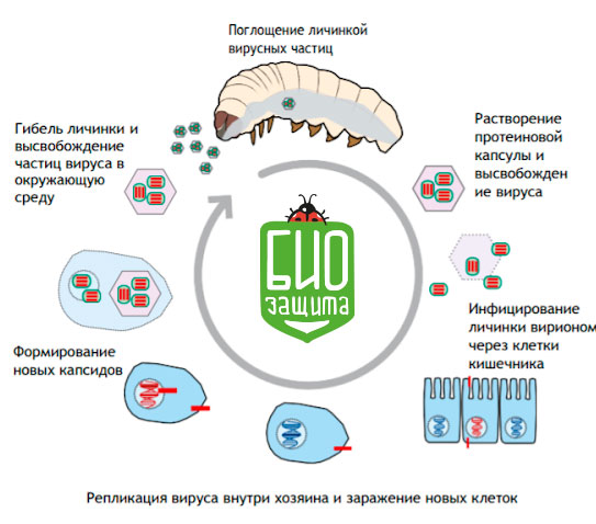 вирус бакуловирус. вирус ядерный. вирус ядерный. вирус ядерный. медленные вирусные инфекции микробиология презентация.