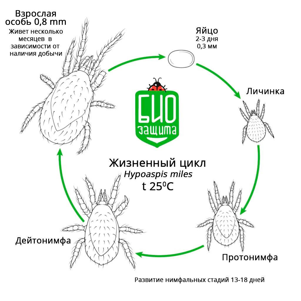 Схема жизненного цикла клеща