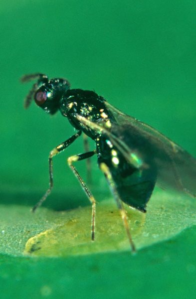 Digliphus isaea